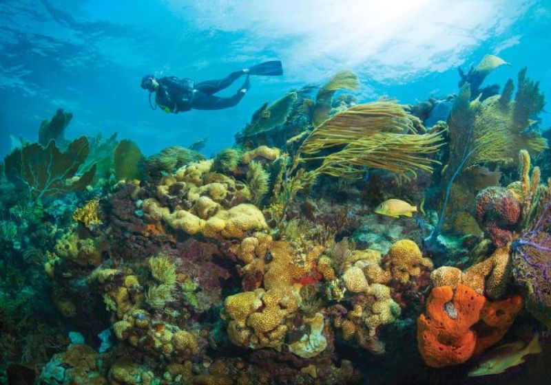 Molasses - All species of coral call this place home